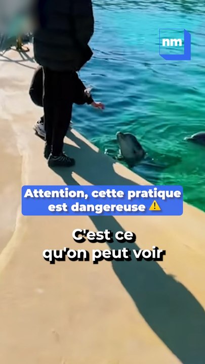 « Ils mettent en danger la vie des animaux et leur propre vie » : Quand des jeunes entrent dans le parc Marineland pour