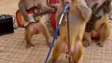 🤣 Monkey fanney short video 🙋