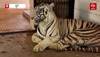 फीमेल टाइगर जया की भिलाई के मैत्री बाग में मौत