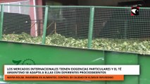 Los mercados tienen exigencias y el té argentino se adapta a ellas con diferentes procedimiento