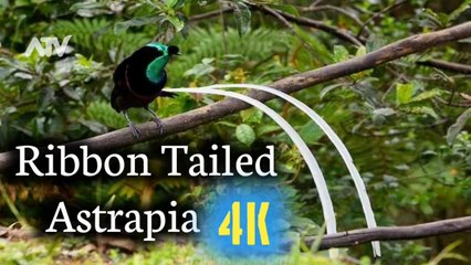 Ribbon Tailed Astrapia | wildlife Documentry Hindi