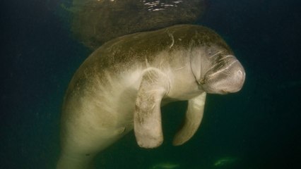 Manatí es encontrado sin vida en ciénaga de Barrancabermeja: sería la segunda muerte en el año