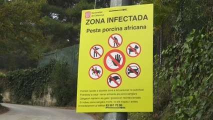 Lo que se sabe del brote de peste porcina en España