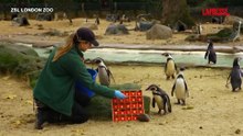 Londra, ai pinguini dello zoo arriva il calendario dell'avvento