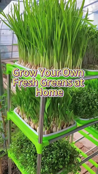 how to grow garlic at home!