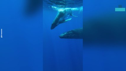 Mother Whale and Playful Calf Share a Gentle Dance