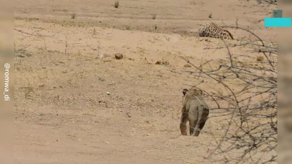 Lion Leaps Onto Giraffe in Failed Hunting Attempt