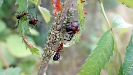 Viral #Amazingfacts #naturelovers