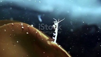 Bacteria fungs microorganisms very interesting video