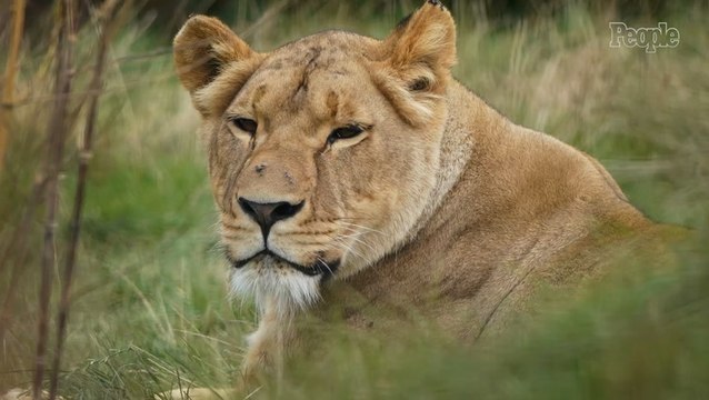 19-Year-Old Man Mauled to Death by Lioness at Zoo in Front of Other Visitors After Scaling 20-Foot Wall into Enclosure