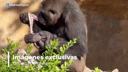 Nace en Bioparc Fuengirola una cría de gorila en un parto a plena luz del día