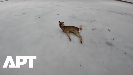 Fishermen Rescue Dozens Of Roe Deer Stranded On Icy Lake In Siberia Amid Freezing Conditions | APT