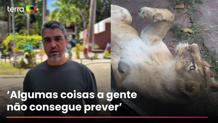 Veterinário destaca segurança de zoológico após ataque de leoa a homem que invadiu recinto