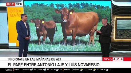 Impuesto a las flatulencias de las vacas