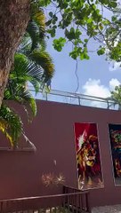 Un hombre murió atacado por una leona tras invadir su jaula en un zoológico de Brasil