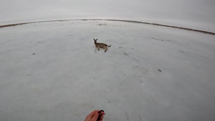 Incredible siberian rescue: fishermen save dozens of deer trapped on icy lake
