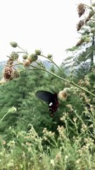 Butterflies are  colour of nature 🦋