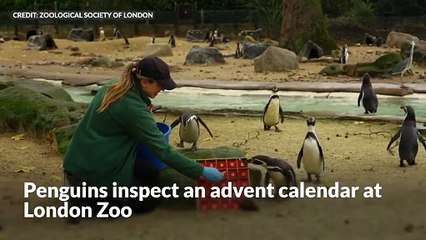 Penguins tuck into advent calendar treats at London Zoo