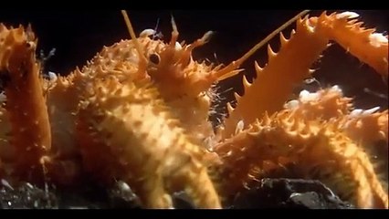 Abysses - Cachalots , les secrets du grand noir