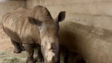 Naissance d'un bébé rhinocéros au zoo de La Boissière-du-Dorée