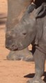 Baby white rhino steals hearts at Spanish zoo