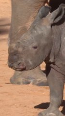 Baby white rhino steals hearts at Spanish zoo