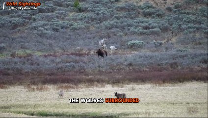 Relentless Wolves Chase Bear Away in Shocking Showdown