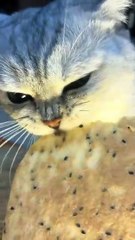 #funny video #shortvideo #viralvideo #funnyadda#