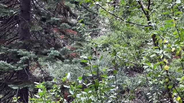 6 Most Disturbing Camping Encounters Ever Caught on Camera