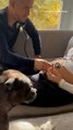 Dog Hears Baby's Heartbeat in Touching Family Moment