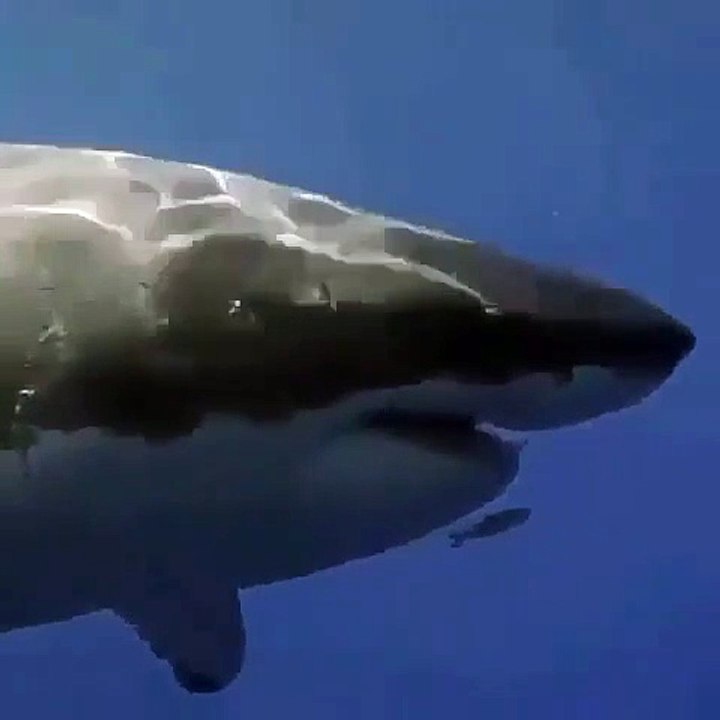 Un poisson minuscule nage devant la gueule d'un grand requin blanc... courageux