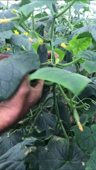 This is how thorny cucumber harvest is done.