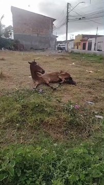 Cavalo é encontrado em estado grave em Maracanaú; abrigo pede doações para custear medicamentos e consulta veterinária