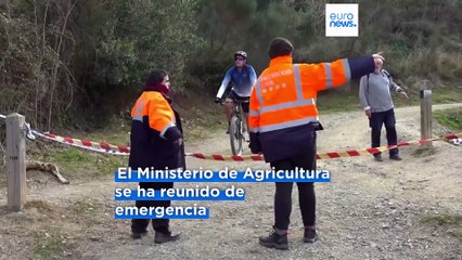 Reunión de urgencia en España: la UE envía veterinarios para frenar la peste porcina