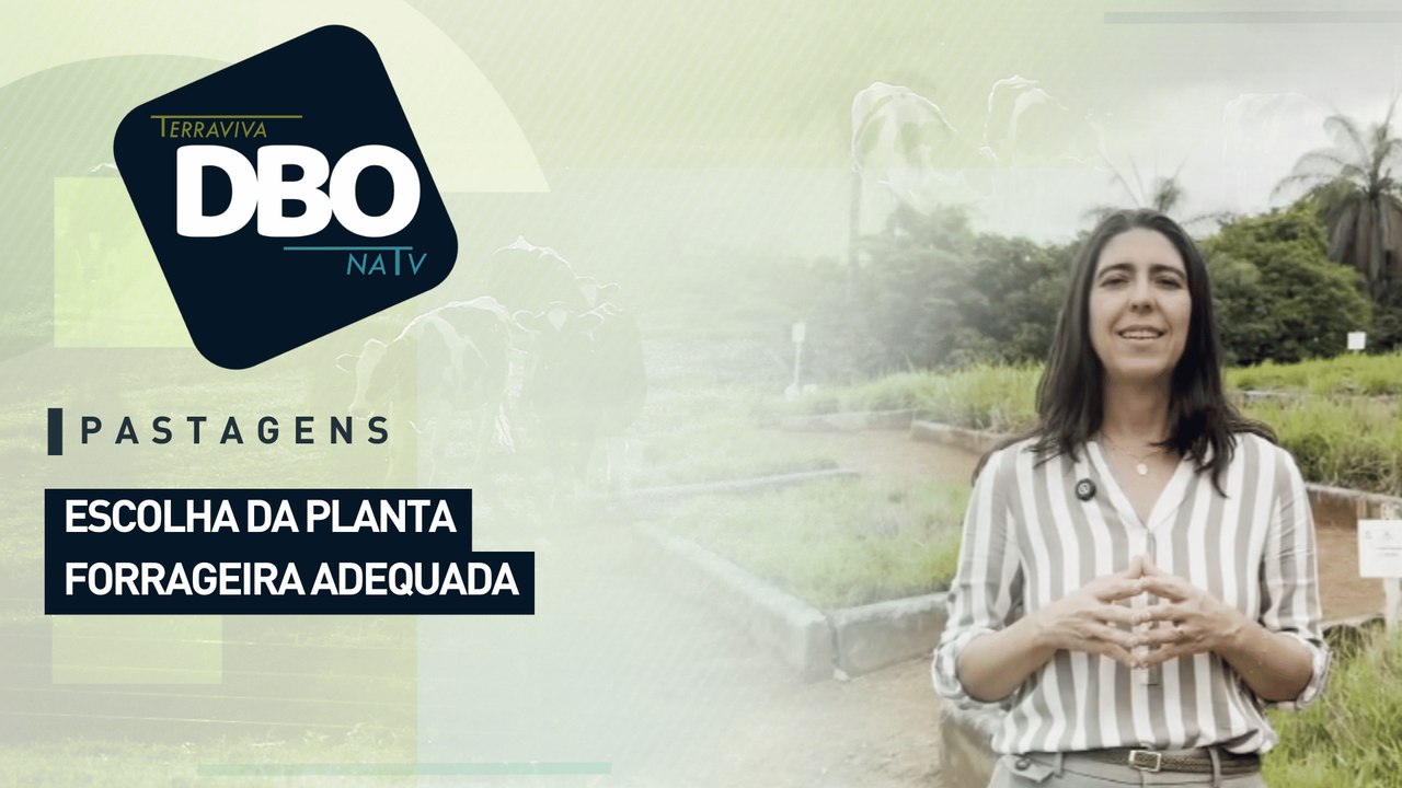Pastagens: escolha da planta forrageira adequada