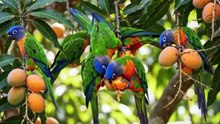 BIRD WORLD-1