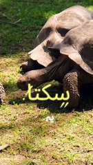 Slow and Steady Wins