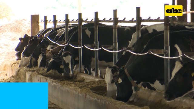 Abc Rural: Dieta eficiente en vacas lecheras