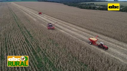 Abc Rural: Combinación brachiaria-maíz para mejorar el suelo