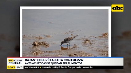 Aves acuáticas se quedan sin alimento por bajante del río