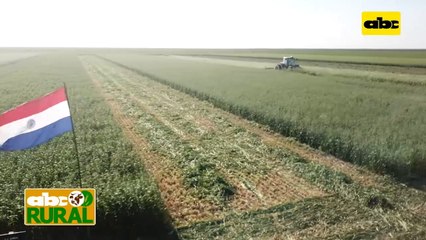 Abc Rural: Integración agricultura ganadería en campos bajos I