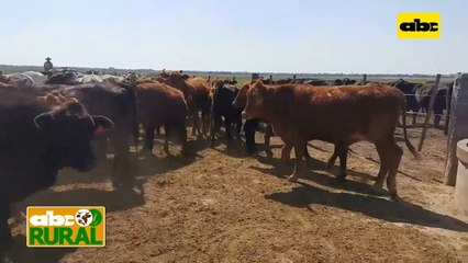 Abc Rural: Nutrición de ganado bovino a ciclo completo en Alto Paraguay