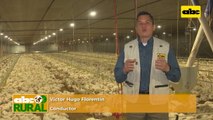 Abc Rural: Cría rustica de cabras lecheras