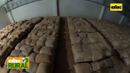 Abc Rural: Producción de variedades de soja Great Seeds