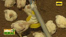 Abc Rural: Galpón automatizado para producción avícola