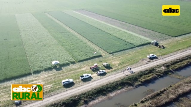 Abc Rural: Integración agricultura ganadería en campos bajos III