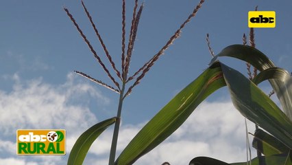 Abc Rural: Maíz híbrido con biotecnología