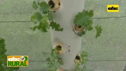 Abc Rural: Producción de hortalizas por aeroponía