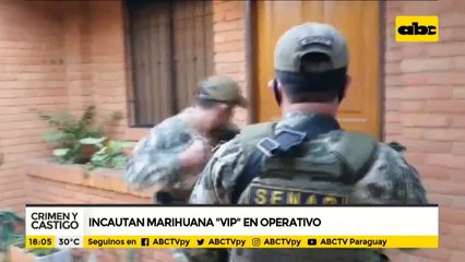 Incautan marihuana cultivada "indoor"