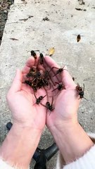 #funny video #shortvideo #viralvideo #funnyadda#